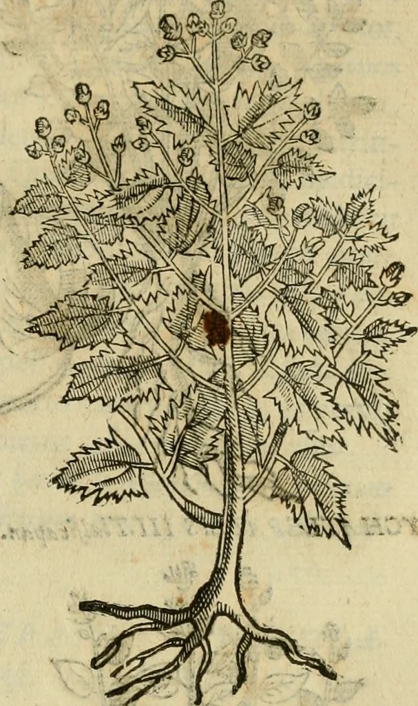 An illustration from Rerum medicarum Novae Hispaniae thesaurus, seu, Plantarum animalium mineralium Mexicanorum historia, 1651, leaf 190
