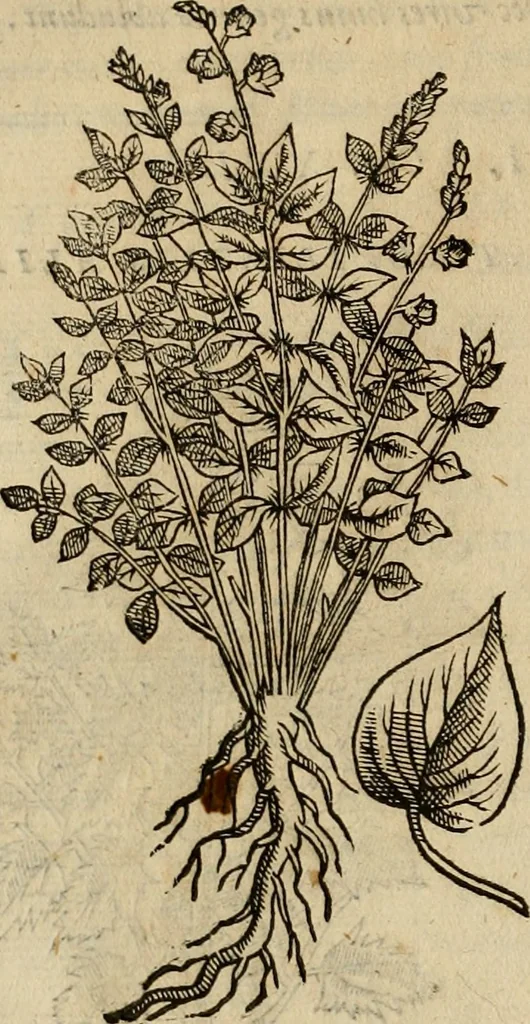 An illustration from Rerum medicarum Novae Hispaniae thesaurus, seu, Plantarum animalium mineralium Mexicanorum historia, 1651, leaf 191
