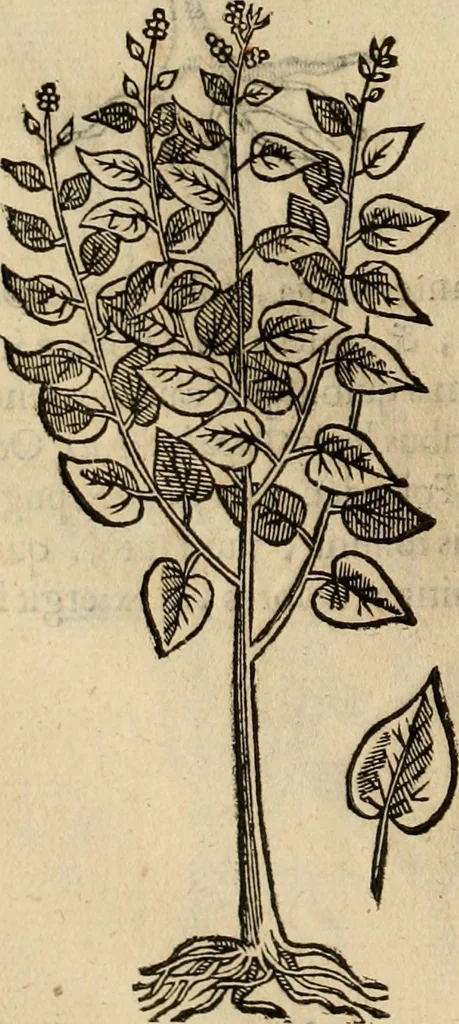 An illustration from Rerum medicarum Novae Hispaniae thesaurus, seu, Plantarum animalium mineralium Mexicanorum historia, 1651, leaf 191
