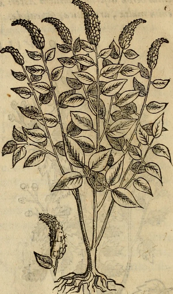 An illustration from Rerum medicarum Novae Hispaniae thesaurus, seu, Plantarum animalium mineralium Mexicanorum historia, 1651, leaf 191