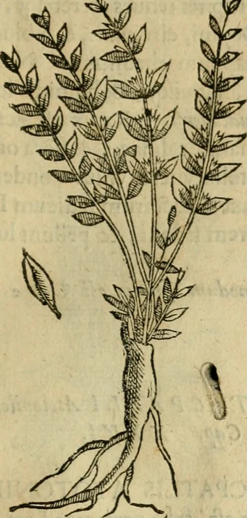 An illustration from Rerum medicarum Novae Hispaniae thesaurus, seu, Plantarum animalium mineralium Mexicanorum historia, 1651, leaf 192
