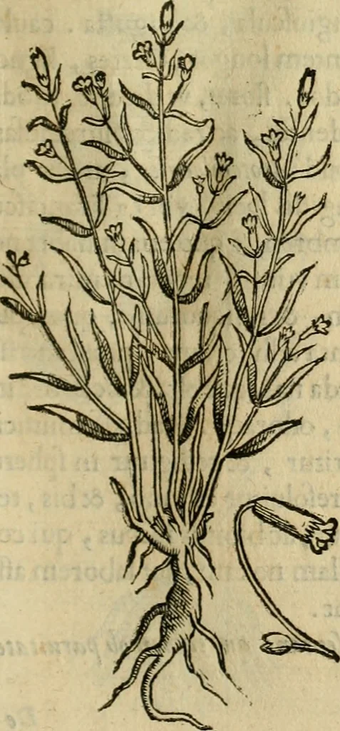 An illustration from Rerum medicarum Novae Hispaniae thesaurus, seu, Plantarum animalium mineralium Mexicanorum historia, 1651, leaf 192