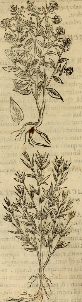 An illustration from Rerum medicarum Novae Hispaniae thesaurus, seu, Plantarum animalium mineralium Mexicanorum historia, 1651, leaf 193