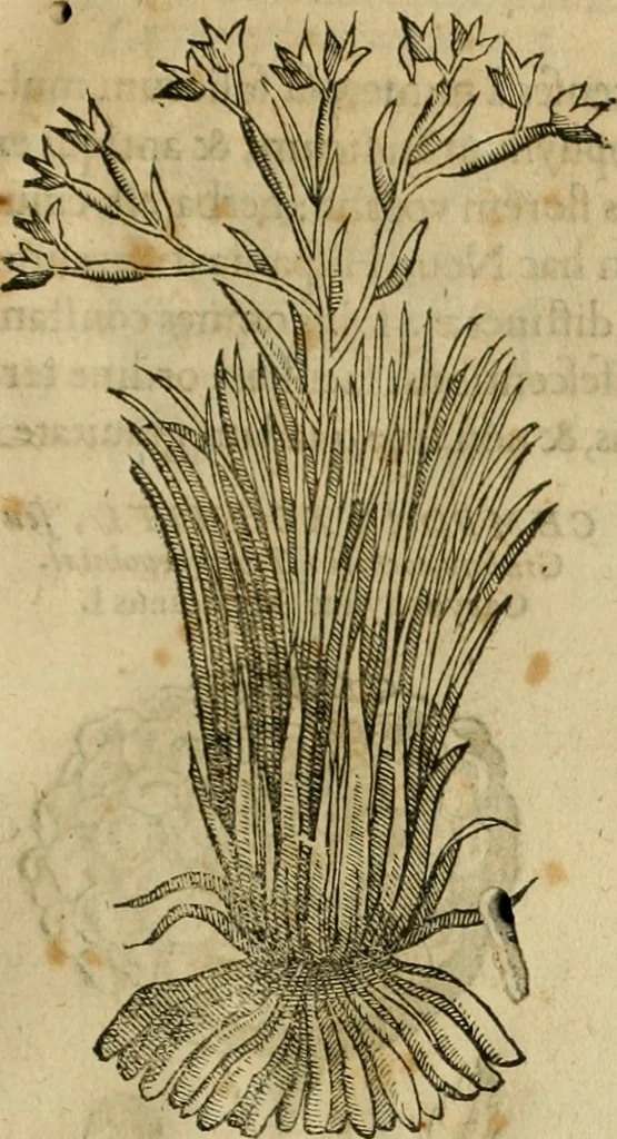 An illustration from Rerum medicarum Novae Hispaniae thesaurus, seu, Plantarum animalium mineralium Mexicanorum historia, 1651, leaf 194