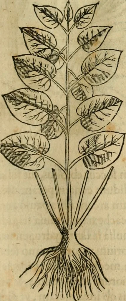 An illustration from Rerum medicarum Novae Hispaniae thesaurus, seu, Plantarum animalium mineralium Mexicanorum historia, 1651, leaf 194