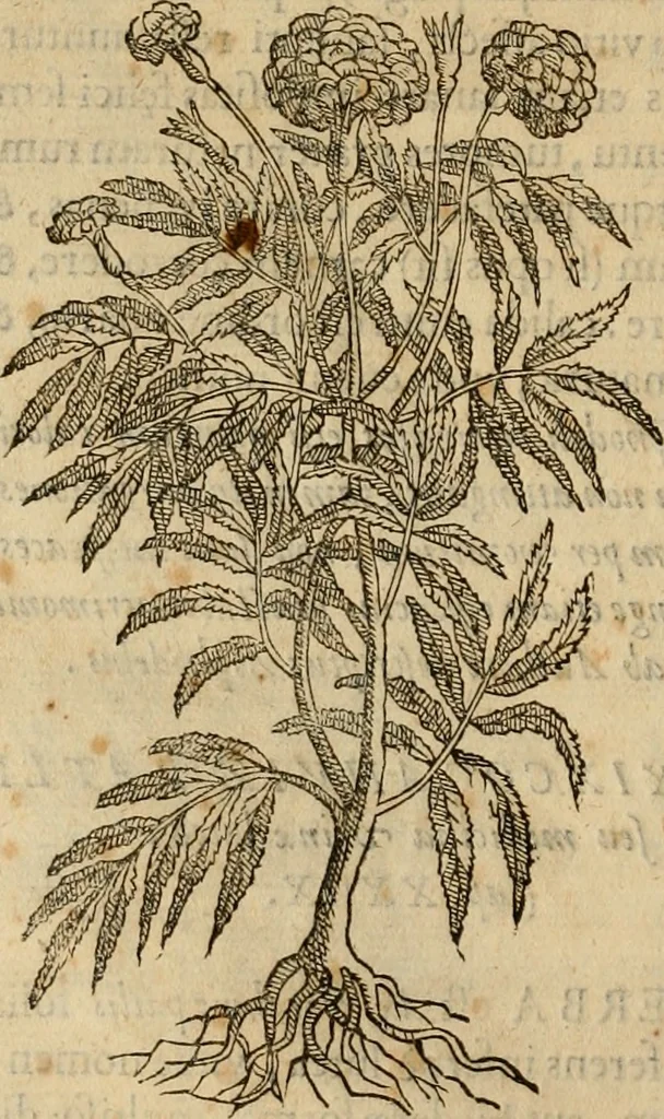 An illustration from Rerum medicarum Novae Hispaniae thesaurus, seu, Plantarum animalium mineralium Mexicanorum historia, 1651, leaf 195