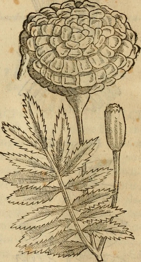 An illustration from Rerum medicarum Novae Hispaniae thesaurus, seu, Plantarum animalium mineralium Mexicanorum historia, 1651, leaf 195