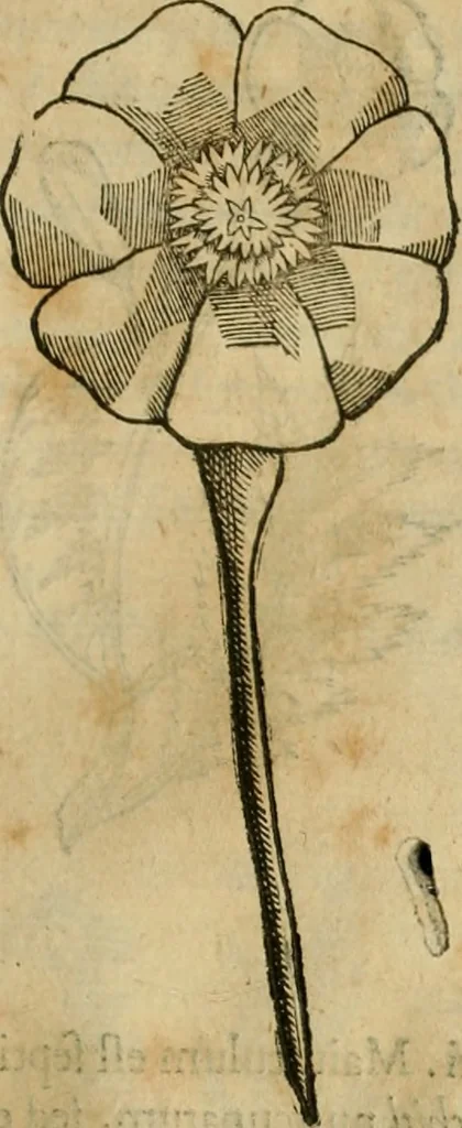 An illustration from Rerum medicarum Novae Hispaniae thesaurus, seu, Plantarum animalium mineralium Mexicanorum historia, 1651, leaf 196