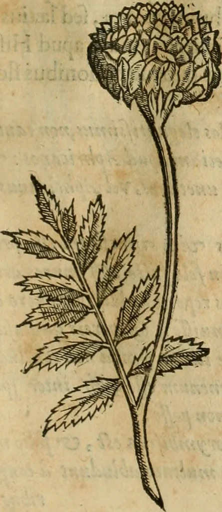 An illustration from Rerum medicarum Novae Hispaniae thesaurus, seu, Plantarum animalium mineralium Mexicanorum historia, 1651, leaf 196