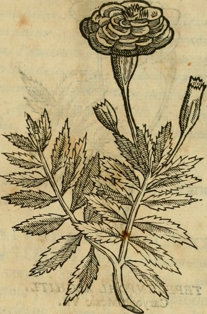 An illustration from Rerum medicarum Novae Hispaniae thesaurus, seu, Plantarum animalium mineralium Mexicanorum historia, 1651, leaf 196