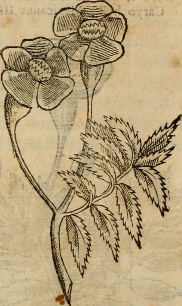 An illustration from Rerum medicarum Novae Hispaniae thesaurus, seu, Plantarum animalium mineralium Mexicanorum historia, 1651, leaf 197