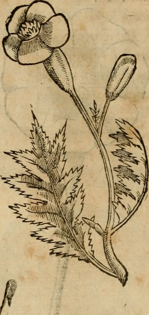 An illustration from Rerum medicarum Novae Hispaniae thesaurus, seu, Plantarum animalium mineralium Mexicanorum historia, 1651, leaf 197