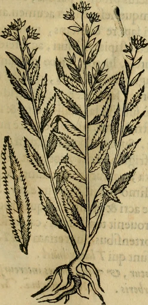 An illustration from Rerum medicarum Novae Hispaniae thesaurus, seu, Plantarum animalium mineralium Mexicanorum historia, 1651, leaf 198