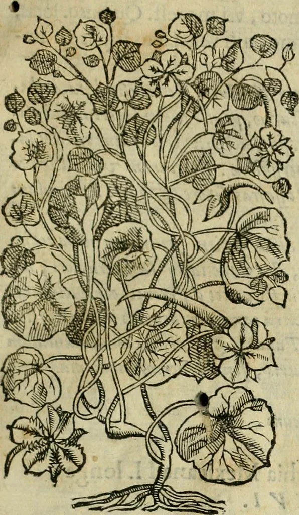 An illustration from Rerum medicarum Novae Hispaniae thesaurus, seu, Plantarum animalium mineralium Mexicanorum historia, 1651, leaf 202