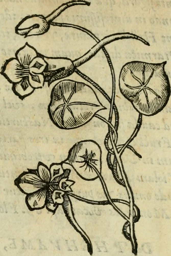 An illustration from Rerum medicarum Novae Hispaniae thesaurus, seu, Plantarum animalium mineralium Mexicanorum historia, 1651, leaf 202