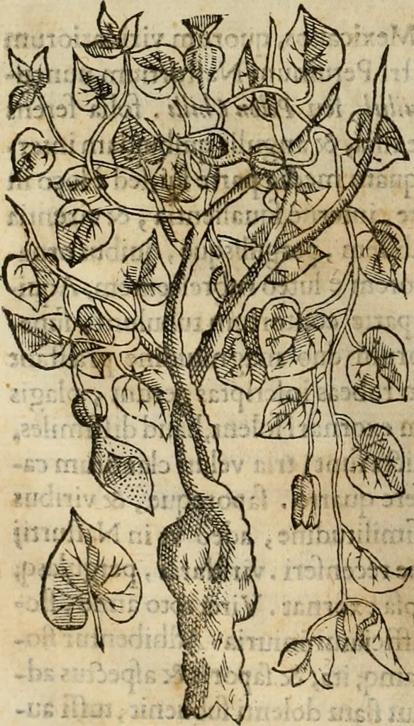 An illustration from Rerum medicarum Novae Hispaniae thesaurus, seu, Plantarum animalium mineralium Mexicanorum historia, 1651, leaf 203
