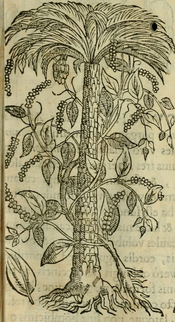 An illustration from Rerum medicarum Novae Hispaniae thesaurus, seu, Plantarum animalium mineralium Mexicanorum historia, 1651, leaf 206
