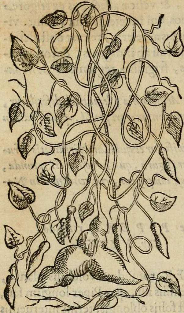 An illustration from Rerum medicarum Novae Hispaniae thesaurus, seu, Plantarum animalium mineralium Mexicanorum historia, 1651, leaf 207