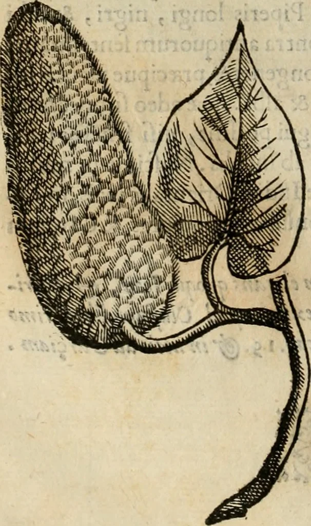 An illustration from Rerum medicarum Novae Hispaniae thesaurus, seu, Plantarum animalium mineralium Mexicanorum historia, 1651, leaf 207