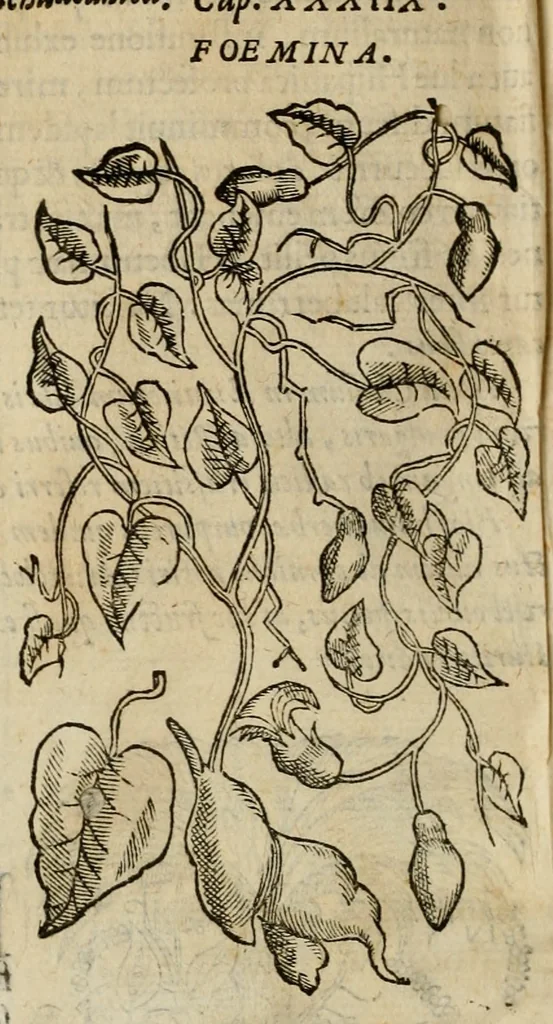 An illustration from Rerum medicarum Novae Hispaniae thesaurus, seu, Plantarum animalium mineralium Mexicanorum historia, 1651, leaf 207