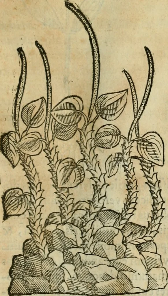 An illustration from Rerum medicarum Novae Hispaniae thesaurus, seu, Plantarum animalium mineralium Mexicanorum historia, 1651, leaf 208