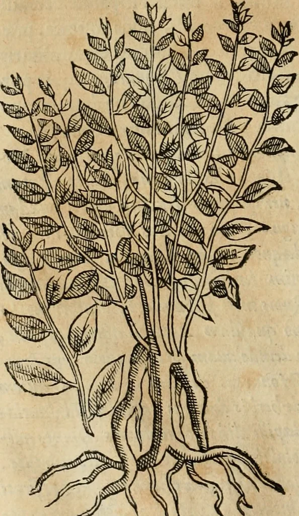 An illustration from Rerum medicarum Novae Hispaniae thesaurus, seu, Plantarum animalium mineralium Mexicanorum historia, 1651, leaf 209