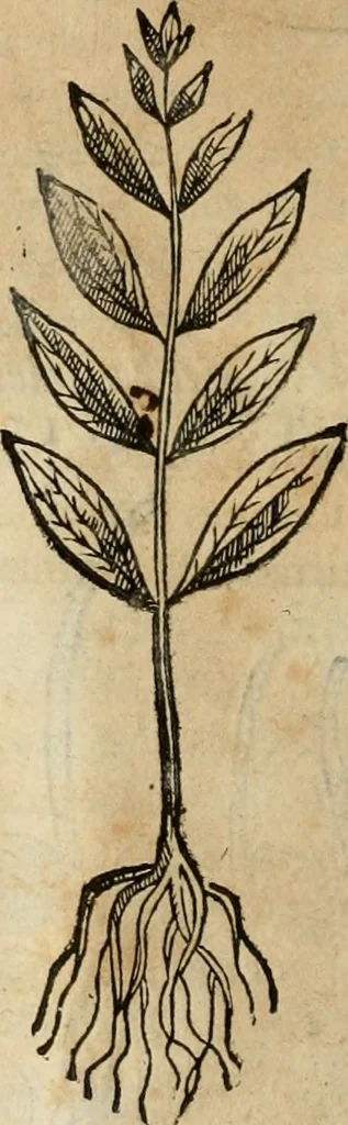An illustration from Rerum medicarum Novae Hispaniae thesaurus, seu, Plantarum animalium mineralium Mexicanorum historia, 1651, leaf 209