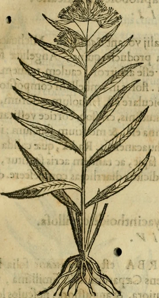 An illustration from Rerum medicarum Novae Hispaniae thesaurus, seu, Plantarum animalium mineralium Mexicanorum historia, 1651, leaf 210