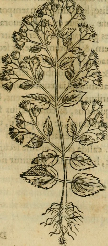 An illustration from Rerum medicarum Novae Hispaniae thesaurus, seu, Plantarum animalium mineralium Mexicanorum historia, 1651, leaf 210