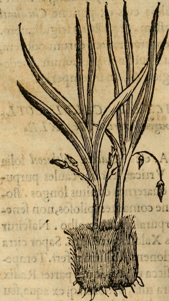 An illustration from Rerum medicarum Novae Hispaniae thesaurus, seu, Plantarum animalium mineralium Mexicanorum historia, 1651, leaf 211