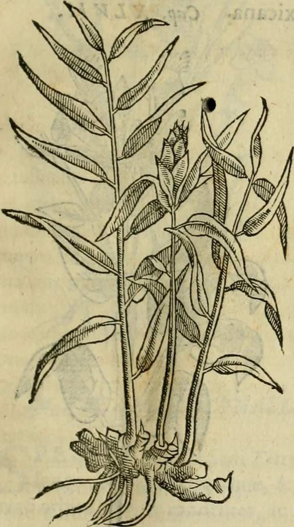 An illustration from Rerum medicarum Novae Hispaniae thesaurus, seu, Plantarum animalium mineralium Mexicanorum historia, 1651, leaf 212