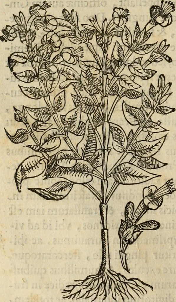 An illustration from Rerum medicarum Novae Hispaniae thesaurus, seu, Plantarum animalium mineralium Mexicanorum historia, 1651, leaf 213
