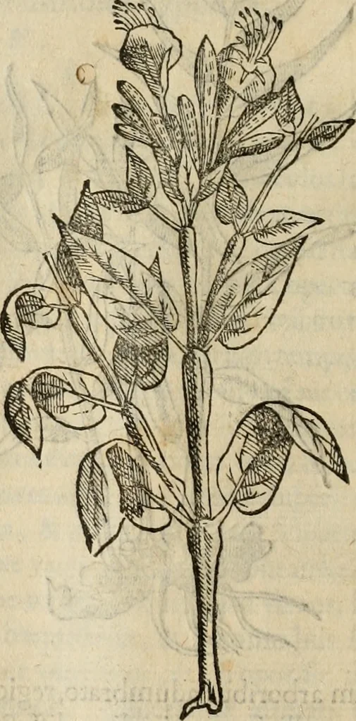 An illustration from Rerum medicarum Novae Hispaniae thesaurus, seu, Plantarum animalium mineralium Mexicanorum historia, 1651, leaf 213