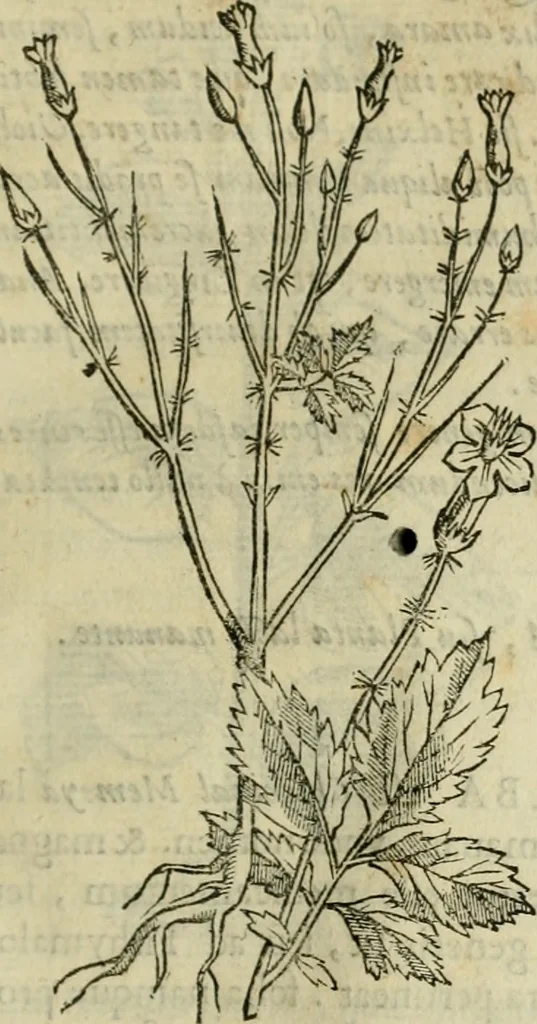 An illustration from Rerum medicarum Novae Hispaniae thesaurus, seu, Plantarum animalium mineralium Mexicanorum historia, 1651, leaf 214