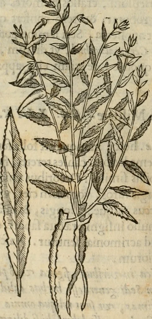 An illustration from Rerum medicarum Novae Hispaniae thesaurus, seu, Plantarum animalium mineralium Mexicanorum historia, 1651, leaf 215