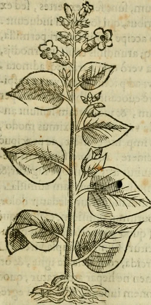 An illustration from Rerum medicarum Novae Hispaniae thesaurus, seu, Plantarum animalium mineralium Mexicanorum historia, 1651, leaf 216