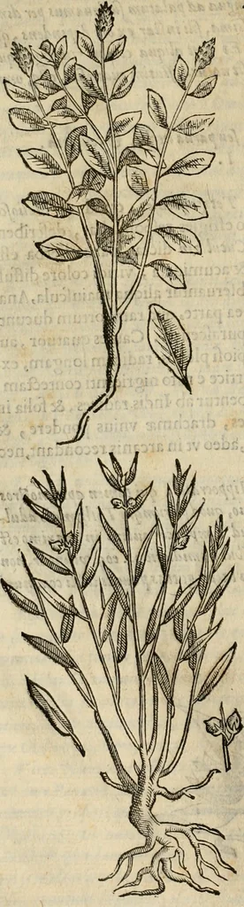 An illustration from Rerum medicarum Novae Hispaniae thesaurus, seu, Plantarum animalium mineralium Mexicanorum historia, 1651, leaf 221