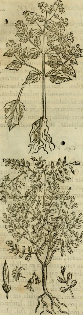 An illustration from Rerum medicarum Novae Hispaniae thesaurus, seu, Plantarum animalium mineralium Mexicanorum historia, 1651, leaf 226