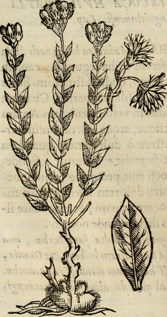 An illustration from Rerum medicarum Novae Hispaniae thesaurus, seu, Plantarum animalium mineralium Mexicanorum historia, 1651, leaf 227
