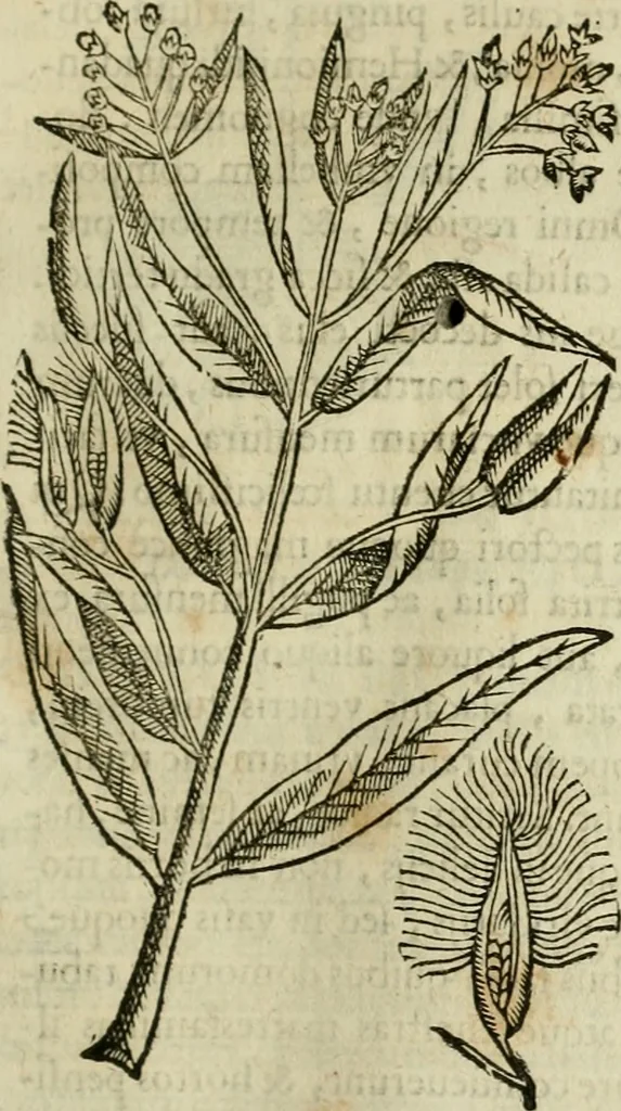 An illustration from Rerum medicarum Novae Hispaniae thesaurus, seu, Plantarum animalium mineralium Mexicanorum historia, 1651, leaf 228