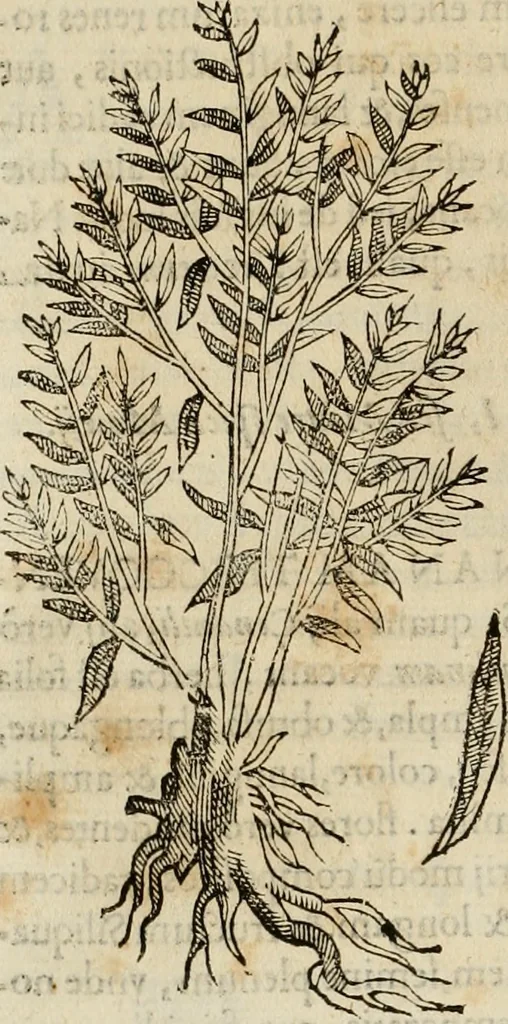 An illustration from Rerum medicarum Novae Hispaniae thesaurus, seu, Plantarum animalium mineralium Mexicanorum historia, 1651, leaf 229
