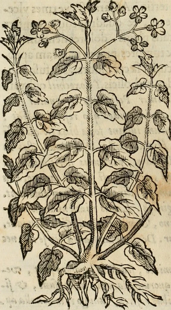 An illustration from Rerum medicarum Novae Hispaniae thesaurus, seu, Plantarum animalium mineralium Mexicanorum historia, 1651, leaf 229