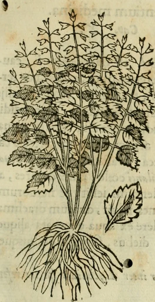 An illustration from Rerum medicarum Novae Hispaniae thesaurus, seu, Plantarum animalium mineralium Mexicanorum historia, 1651, leaf 230