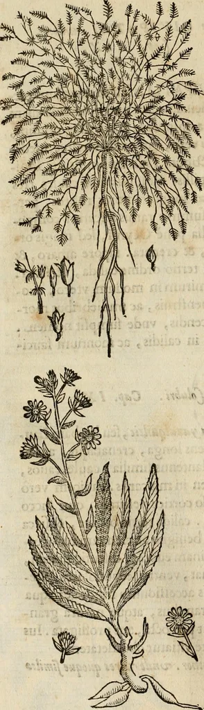 An illustration from Rerum medicarum Novae Hispaniae thesaurus, seu, Plantarum animalium mineralium Mexicanorum historia, 1651, leaf 231