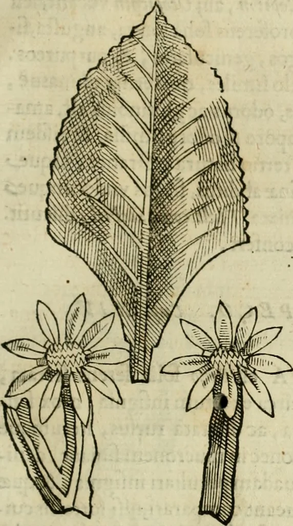 An illustration from Rerum medicarum Novae Hispaniae thesaurus, seu, Plantarum animalium mineralium Mexicanorum historia, 1651, leaf 232