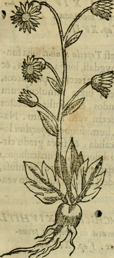 An illustration from Rerum medicarum Novae Hispaniae thesaurus, seu, Plantarum animalium mineralium Mexicanorum historia, 1651, leaf 234