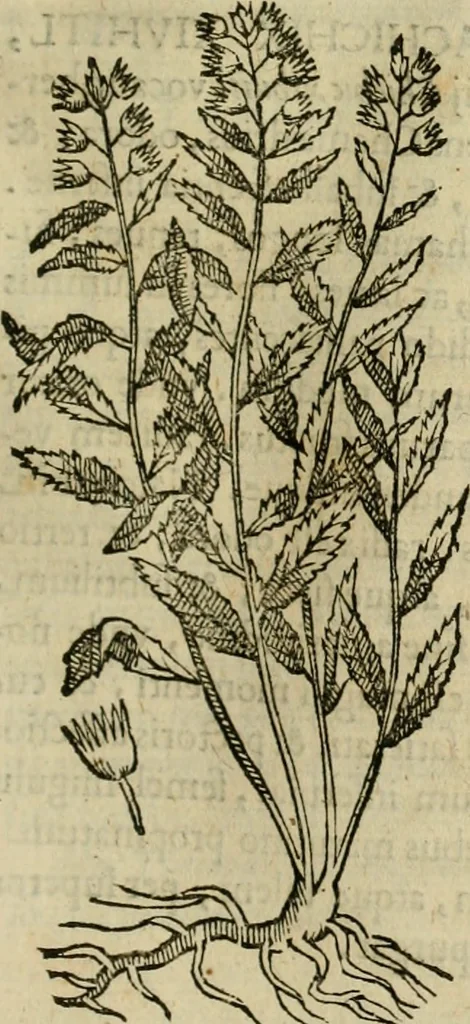 An illustration from Rerum medicarum Novae Hispaniae thesaurus, seu, Plantarum animalium mineralium Mexicanorum historia, 1651, leaf 234