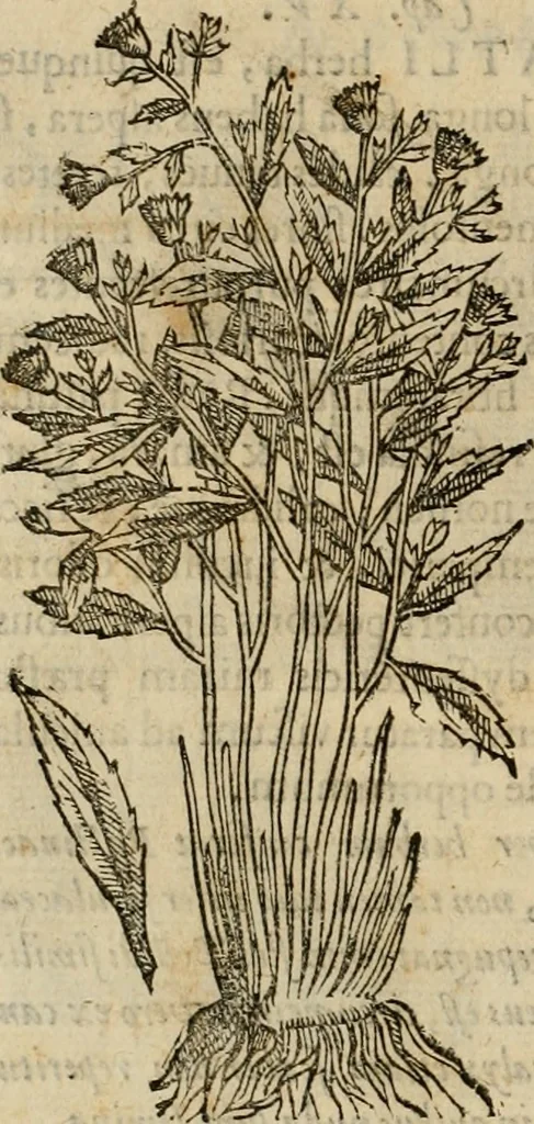 An illustration from Rerum medicarum Novae Hispaniae thesaurus, seu, Plantarum animalium mineralium Mexicanorum historia, 1651, leaf 235