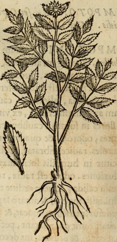 An illustration from Rerum medicarum Novae Hispaniae thesaurus, seu, Plantarum animalium mineralium Mexicanorum historia, 1651, leaf 235