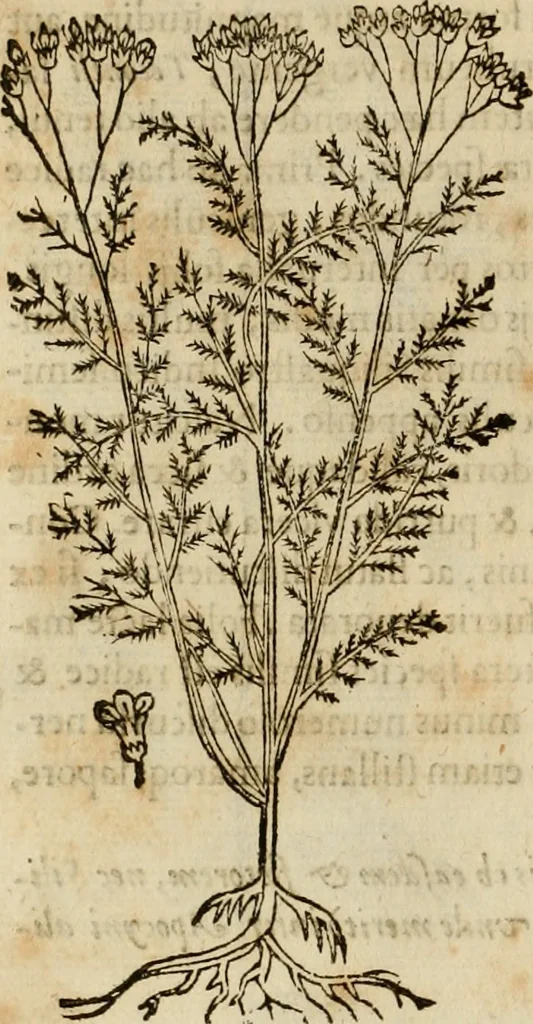 An illustration from Rerum medicarum Novae Hispaniae thesaurus, seu, Plantarum animalium mineralium Mexicanorum historia, 1651, leaf 237